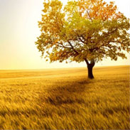 seasons summer